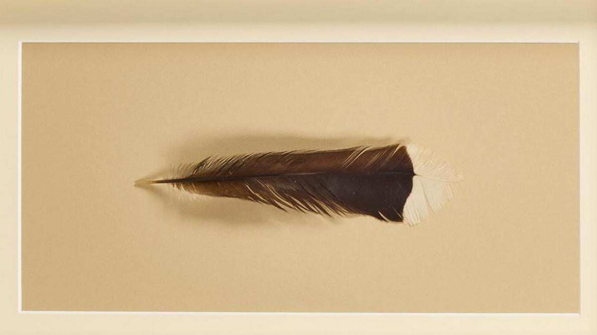 Одне перо вимерлого новозеландського птаха гуя продали за рекордну суму