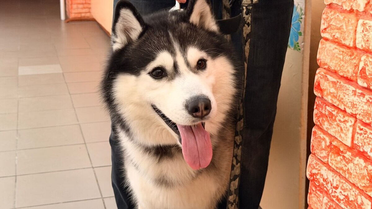 У садочку “Казка” провели зворушливий День домашніх улюбленців для малечі